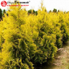 Туя западная (Thuja occidentalis) Салланд  60-80 С3 ПК/24