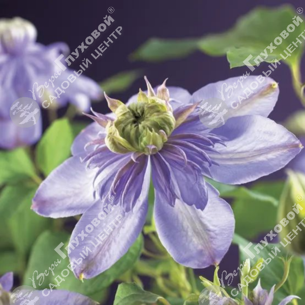 Клематис "Блю Лайт" на фото