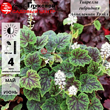 Основное изображение товара