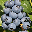 Голубика 