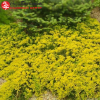 Можжевельник горизонтальный (Juniperus horisontalis) Голден Карпет С2 НКк/26