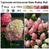 Гортензия метельчатая (Hydrangea paniculata) Квик Файер Фаб 30-50 С3 ПК/24