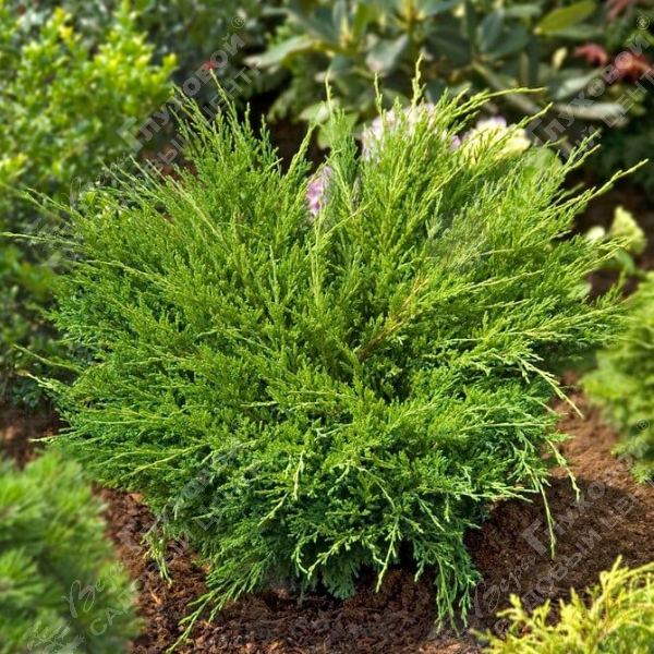 Можжевельник горизонтальный "Андора Компакта" на фото