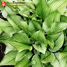 Основное изображение товара