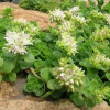 Очиток ложный (Sedum spurium) Альбум С1,5 РАг/24