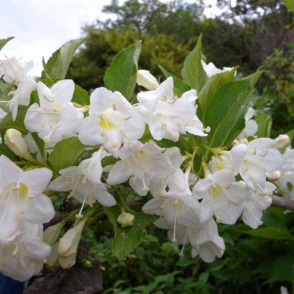 Основное изображение товара