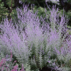 Перовския гибридная (Perovskia аtriplicifolia) Литтл Спайр С3 ГлХ/25