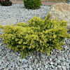 Можжевельник горизонтальный (Juniperus horisontalis) Лаймглоу  С3 СП/24