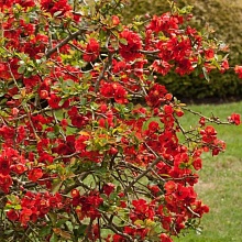 Основное изображение товара