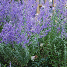 Основное изображение товара