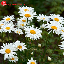 Основное изображение товара