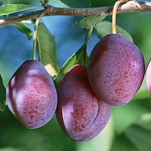 Основное изображение товара