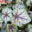 Гейхера 