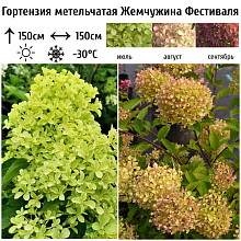 Основное изображение товара