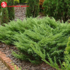 Можжевельник казацкий (Juniperus sabina) Мас d80-100 х h40-60 WRB40 ком/сетка СП/25