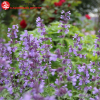 Котовник фассена (Nepeta Faassenii) Сикс Хиллз Гиант С2 ГлХ/26