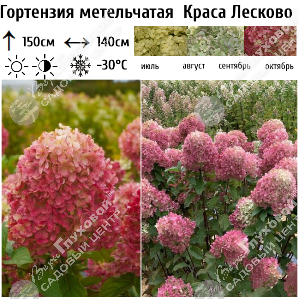 Гортензия метельчатая "Краса Лесково" на фото