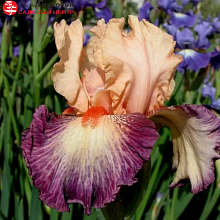 Основное изображение товара