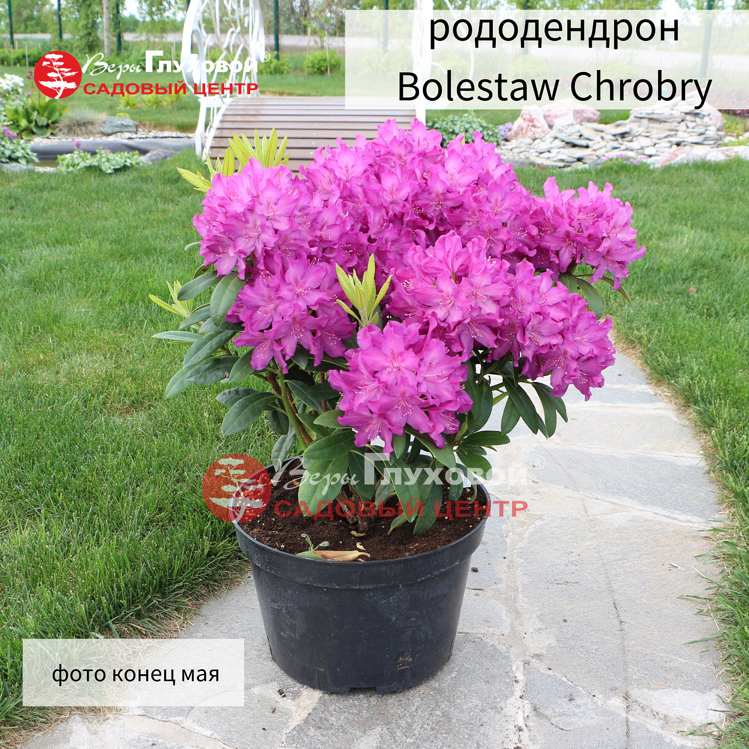 Рододендроны в продаже. Торопитесь! Количество ограничено