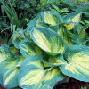 Хоста (Hosta) Дрим Вивер С2 ГлХ/26