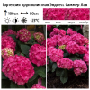 Гортензия крупнолистная (Hydrangea macrophyllа) Эндлесс Саммер Саммер Лав   С3 БдН/25