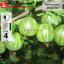 Крыжовник Малахит (среднего срока созревания)