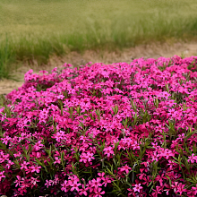 Основное изображение товара