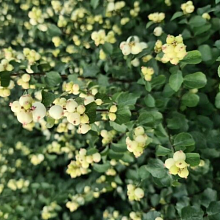 Основное изображение товара