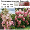Гортензия метельчатая (Hydrangea paniculata) Канделайт   С2 СП/25
