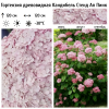 Гортензия древовидная (Hydrangea arborescens) Кандибель Стенд Ап Пинк С3 ГлХ/26