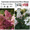 Гортензия метельчатая (Hydrangea paniculata) Мега Минди  С3 СП/24