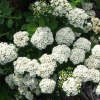 Спирея березолистная (Spiraea betulifolia) Тор  С3 СП/25