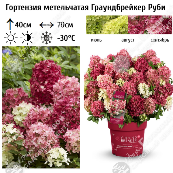 Гортензия метельчатая "Граундбрейкер Руби" на фото