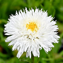 Основное изображение товара