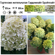 Основное изображение товара