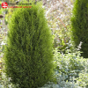 Туя западная (Thuja occidentalis) Тотем Смарагд С3 ГлХ/23