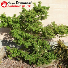 Основное изображение товара