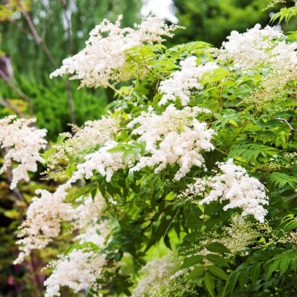 Основное изображение товара