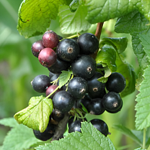 Основное изображение товара