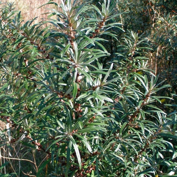 Основное изображение товара