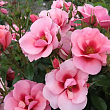Роза миниатюрная 