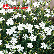 Основное изображение товара