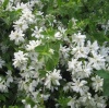Чубушник венечный (Philadelphus coronarius) Ромашка 20-40 С5 РГр/24