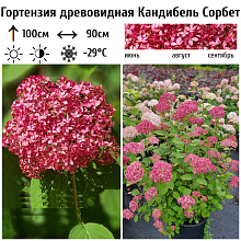 Основное изображение товара