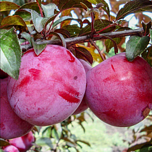 Рисунок 184.jpg