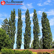 Основное изображение товара