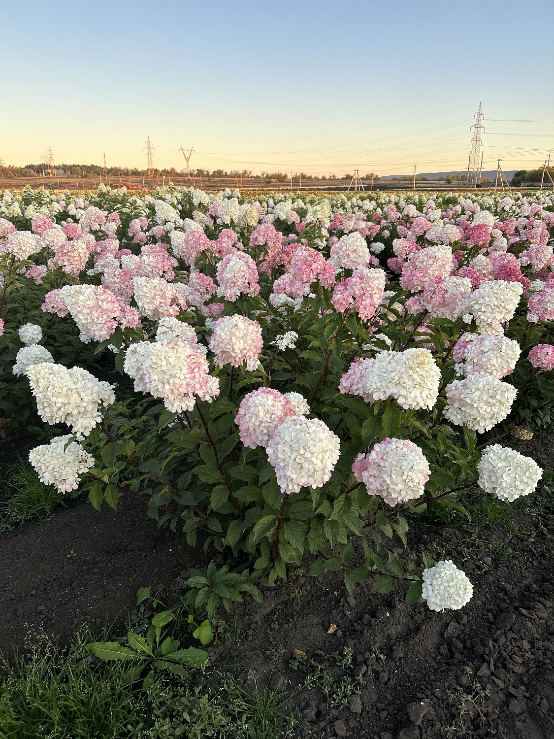 Популярная и востребованная Ванилла