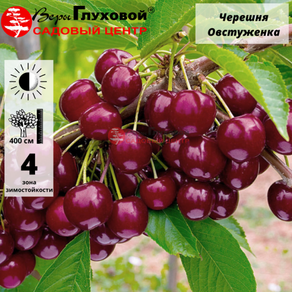 Основное изображение товара