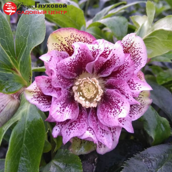 Основное изображение товара