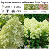 Гортензия метельчатая (Hydrangea paniculata) Меджикал Лайм Спаркл  С2 СП/25